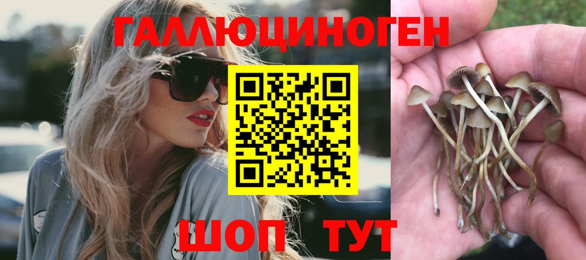 Псилоцибиновые грибы Psilocybine cubensis  Приморско-Ахтарск 